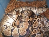 Large Gravid Female