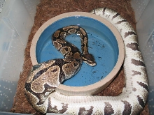 female prerotate pastelbred
