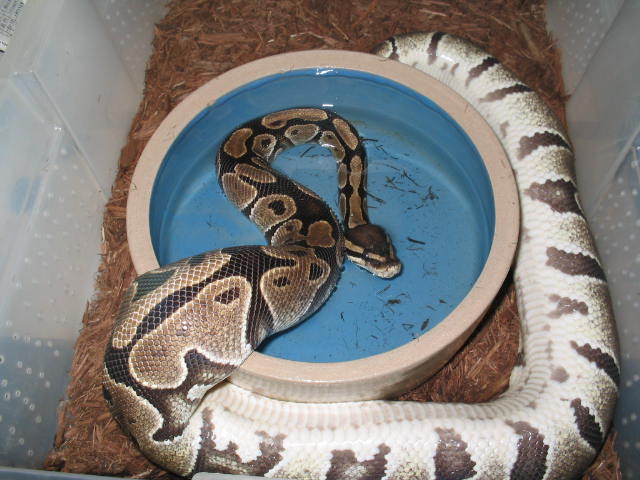 female prerotate pastelbred