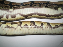 100% het pied and Yellow belly