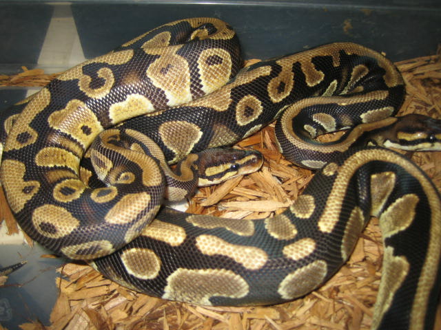 Harlequin Babies CH