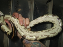 Belly of female Harlequin