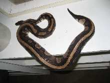 Harlequin stripe female
