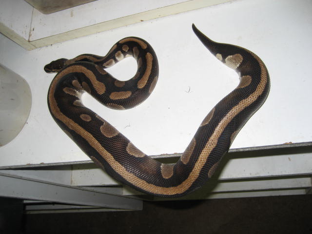 Harlequin stripe female