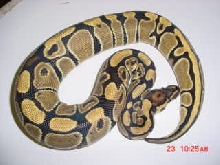 high yellow female #2 2004