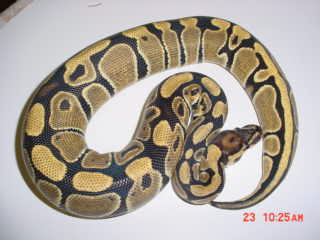 high yellow female #2 2004
