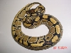 High yellow female #2 2004