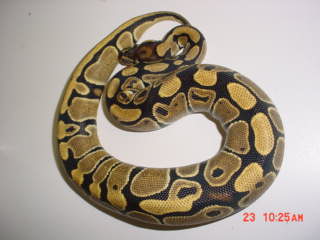 High yellow female #2 2004