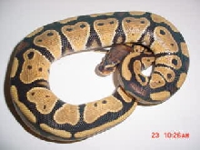 high Yellow female 04
