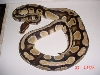 Light pet shop male