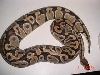 Gravid Labby Type