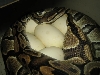 Eggs Labby laying 4-8-06