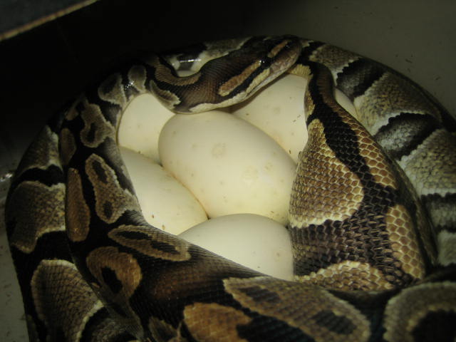 Eggs Labby laying 4-8-06