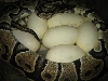 Eggs labby 4-8-06