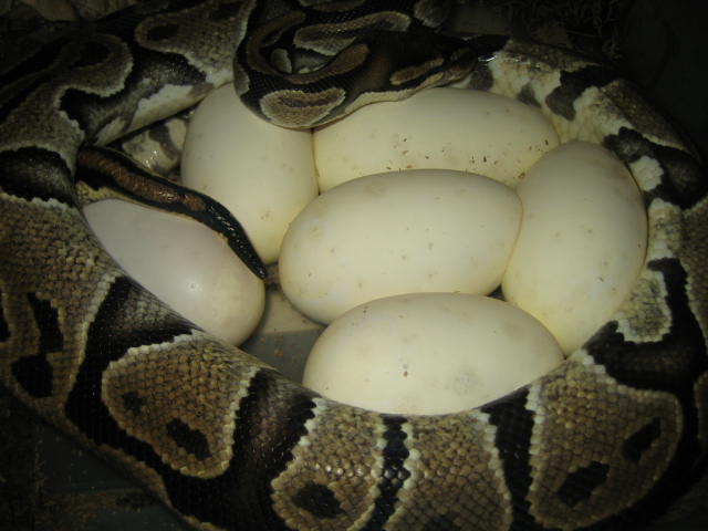 Eggs labby 4-8-06