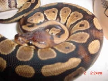 Light brown head female