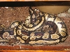 Light pet shop male breedingfemale