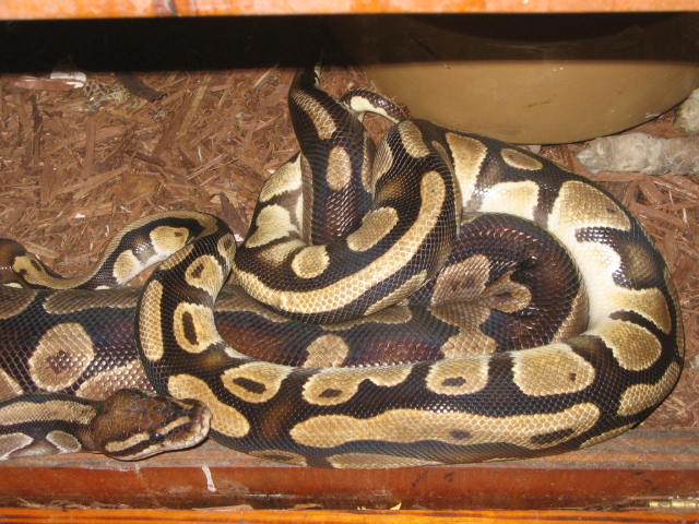 Light pet shop male breedingfemale