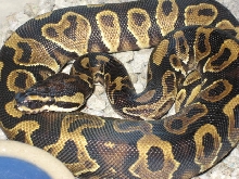 weird YB labby male 07