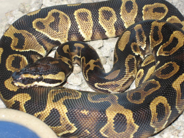 weird YB labby male 07