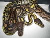 mojave and cinnamon