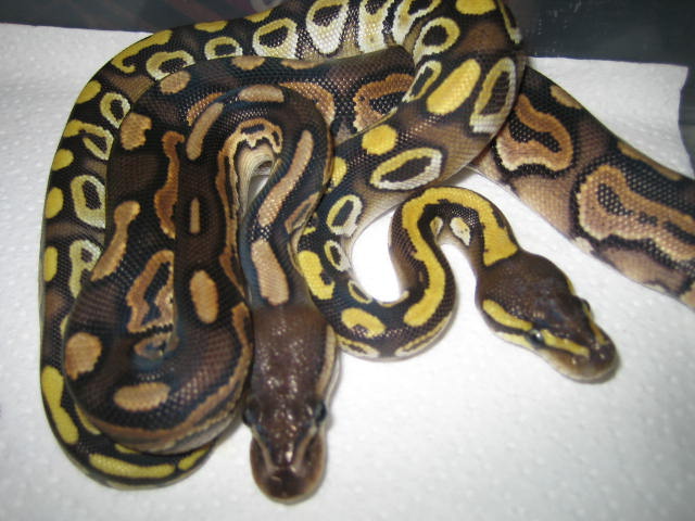 mojave and cinnamon