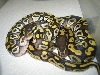 Mojaves males