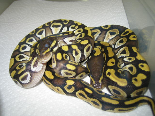 Mojaves males