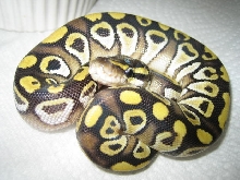 Mojave male 002m