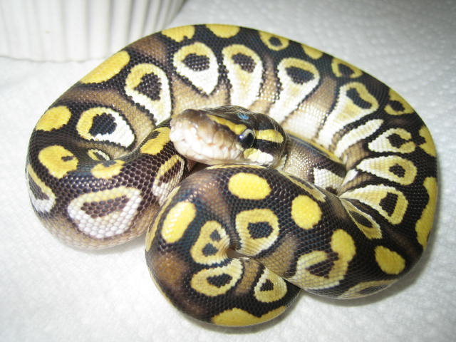 Mojave male 002m