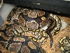 Mojave breeding