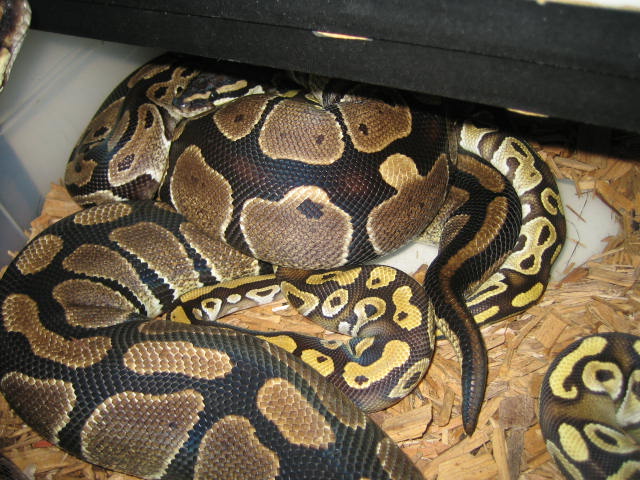Mojave breeding