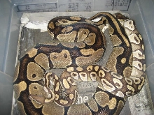 Mojo X big Brute 1-6-07