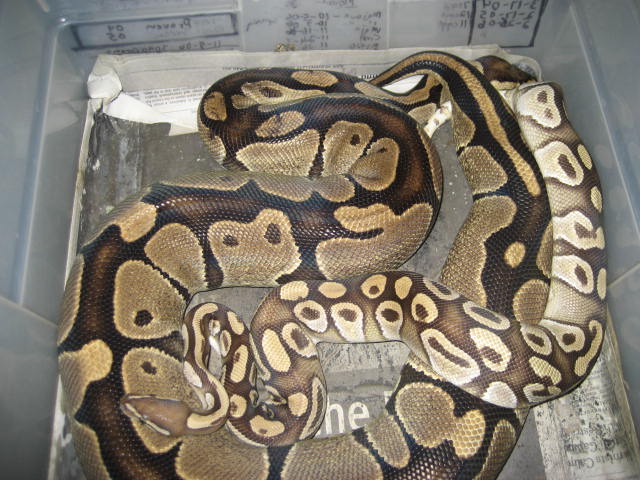 Mojo X big Brute 1-6-07