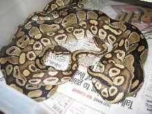 Mojave X Female #30