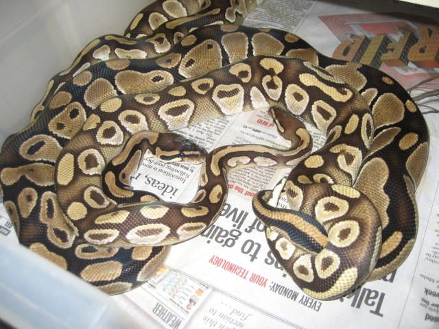 Mojave X Female #30