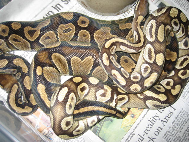 Mojave X Unknown female