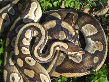 MOJO with striped female