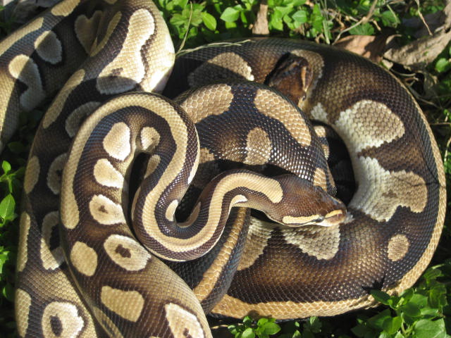 MOJO with striped female