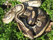 MOJO and striped female2