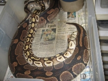 Mojave breeding 2006