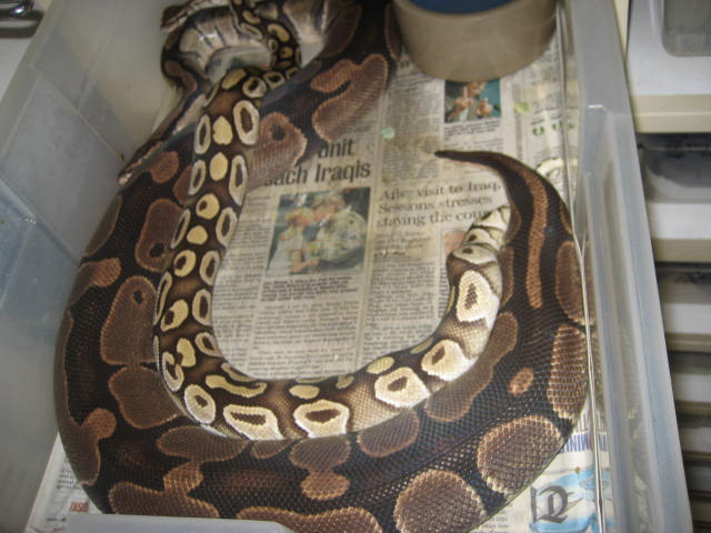 Mojave breeding 2006