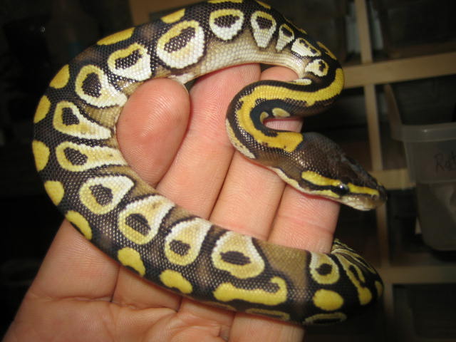 Mojaveee