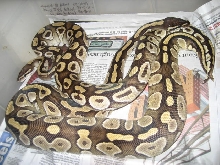 Pair of Adult Mojaves