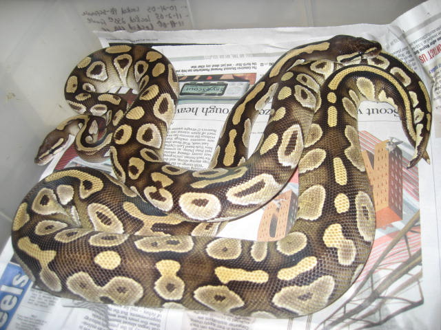 Pair of Adult Mojaves