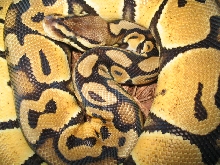 Pastel body ASF reptiles