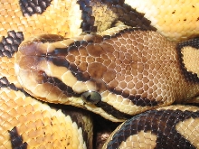 HEAD ASF reptile pastel