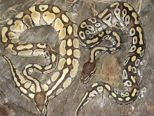 Para dox lesser Vs Mojave 1