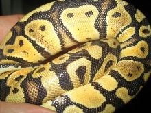 Close up ParaPastel