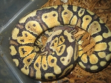 Body shot of ParaPastel